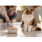 Picky cat choosing between wet cat food textures