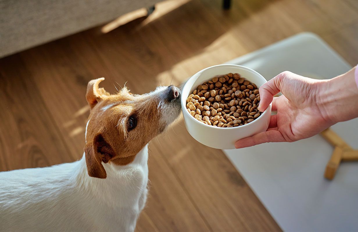 Monthly dog food cost and feeding budget